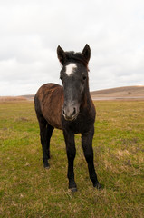 Fototapeta premium Wild Horse