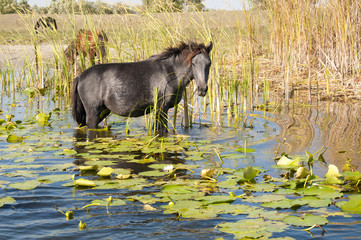 Horse grazing waterlilies