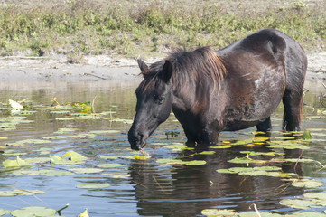 Horse grazing waterlily leaves