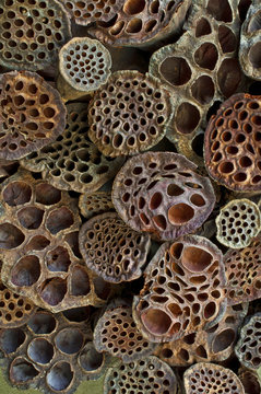 Dried Lotus pods in closeup view/Texture background of lotus pods