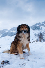 Shepperd Dog