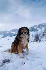 Shepperd Dog