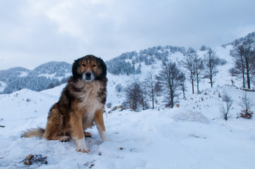 Shepperd Dog