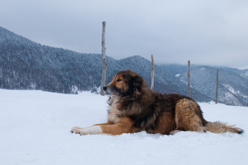Shepperd Dog