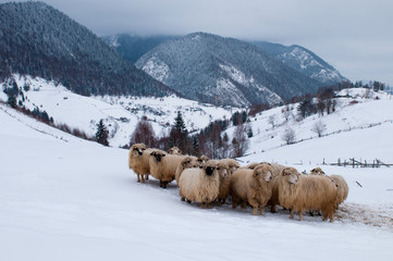 Naklejka premium Sheep Flock in Mountains, in Winter