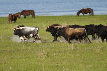 Bulls running in Danube Delta