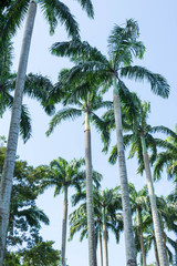 Fototapeta premium Tall and aligned Coconut Trees in a park
