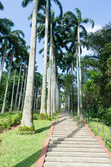 Obraz premium Tall and aligned Coconut Trees in a park