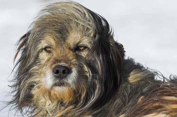 Shepperd Dog