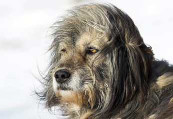 Shepperd dog portrait