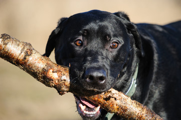 Black Labrador Retriever dog outdoor portrait holding big stick