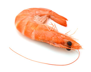 Boiled shrimp isolated on white