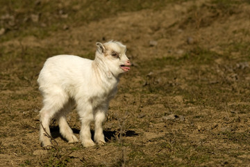 Kid Goat Grazing on Green Grass