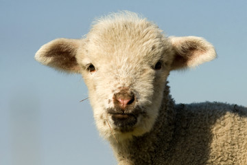 White Lamb Portrait in springtime