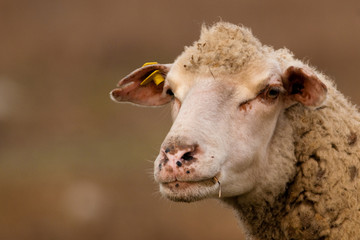 Obraz premium White Sheep Portrait