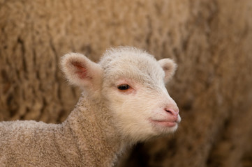 White Lamb Portrait in springtime