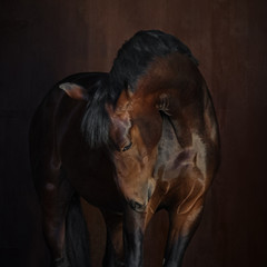 Beautiful bay horse with long mane stands on dark background isolated © Svetlana