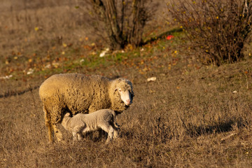 Lamb Grzing on the field with sheep