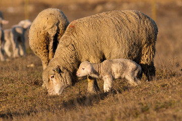 Lamb Grzing on the field with sheep