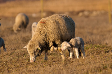 Lamb Grzing on the field with sheep