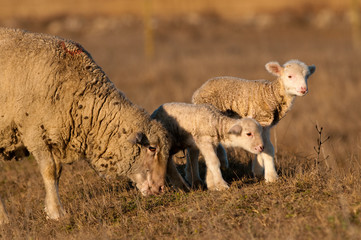 Lamb Grzing on the field with sheep