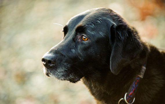 Black Labrador Retriever dog outdoor portrait in nature
