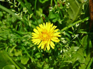 Admire the beauty of the flowers, in all their splendor gardens, roses, orchids, violets, daisies, petals and green a rainbow of colors gift of nature. 