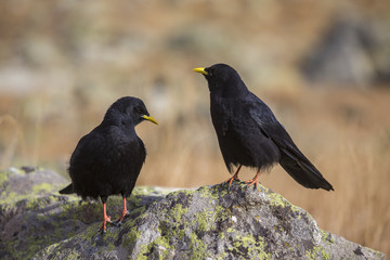 Chocard à bec jaune (Pyrrhocorax graculus), Parc National des Ecrins, région du Briançonnais, Hautes-Alpes