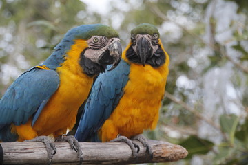 Loro