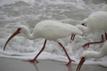Aves