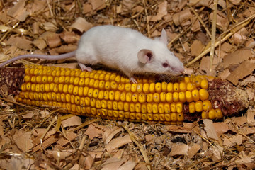 White Lab Mouse with Corn Cob