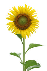 Yellow sunflower isolated on white