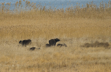 Water Buffalo (female) grazing