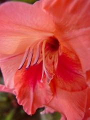 Admire the beauty of the flowers, in all their splendor gardens, roses, orchids, violets, daisies, petals and green a rainbow of colors gift of nature. 