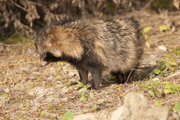 Racoon Dog