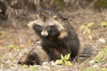 Racoon Dog