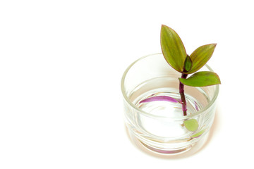River spiderwort and rooting in water, Herb plant in the glass