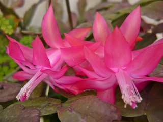 Admire the beauty of the flowers, in all their splendor gardens, roses, orchids, violets, daisies, petals and green a rainbow of colors gift of nature. 