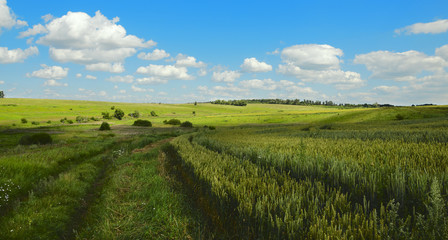 Fototapeta na wymiar Sunny summer landscape with ground country road.Field of unripe wheat.Green hills with growing trees.River Upa in Tula region, Russia.Countryside scene.Blue sky with white clouds.Panoramic view.