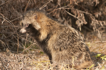Racoon Dog