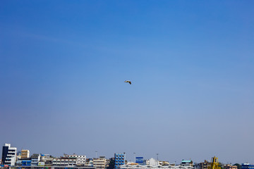 青空とカモメ　素晴らしいブルー
