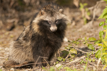 Naklejka premium Racoon Dog