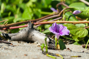 a beautiful purple flower
