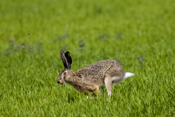 Hare running