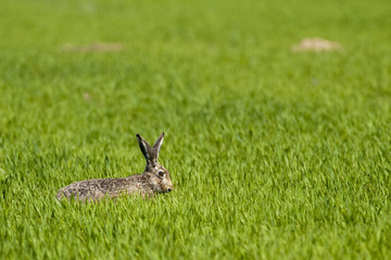 Hare on a green field