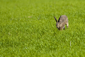 Hare running through green grass