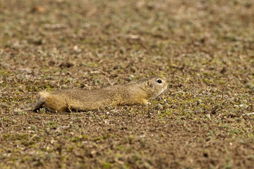 European Ground Squirrel or Souslik