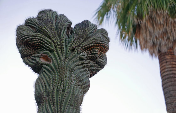 Verbänderter Saguaro (Carnegiea gigantea) und Palme