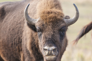 European Bison