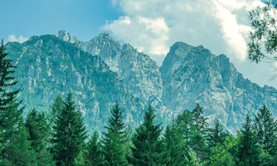 Trees with high mountains and sky in the background